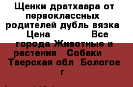 Щенки дратхаара от первоклассных  родителей(дубль вязка) › Цена ­ 22 000 - Все города Животные и растения » Собаки   . Тверская обл.,Бологое г.